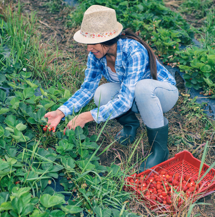 woman harvesting strawberry in a farm